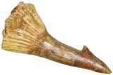 Bargain, Fossil Sawfish (Onchopristis) Rostral Barb - Morocco #366682-1